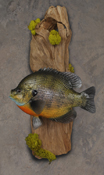 bluegill